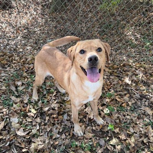 Fleece Blanket, a Adoptable mixed breed in Carencro, LA image 3/6