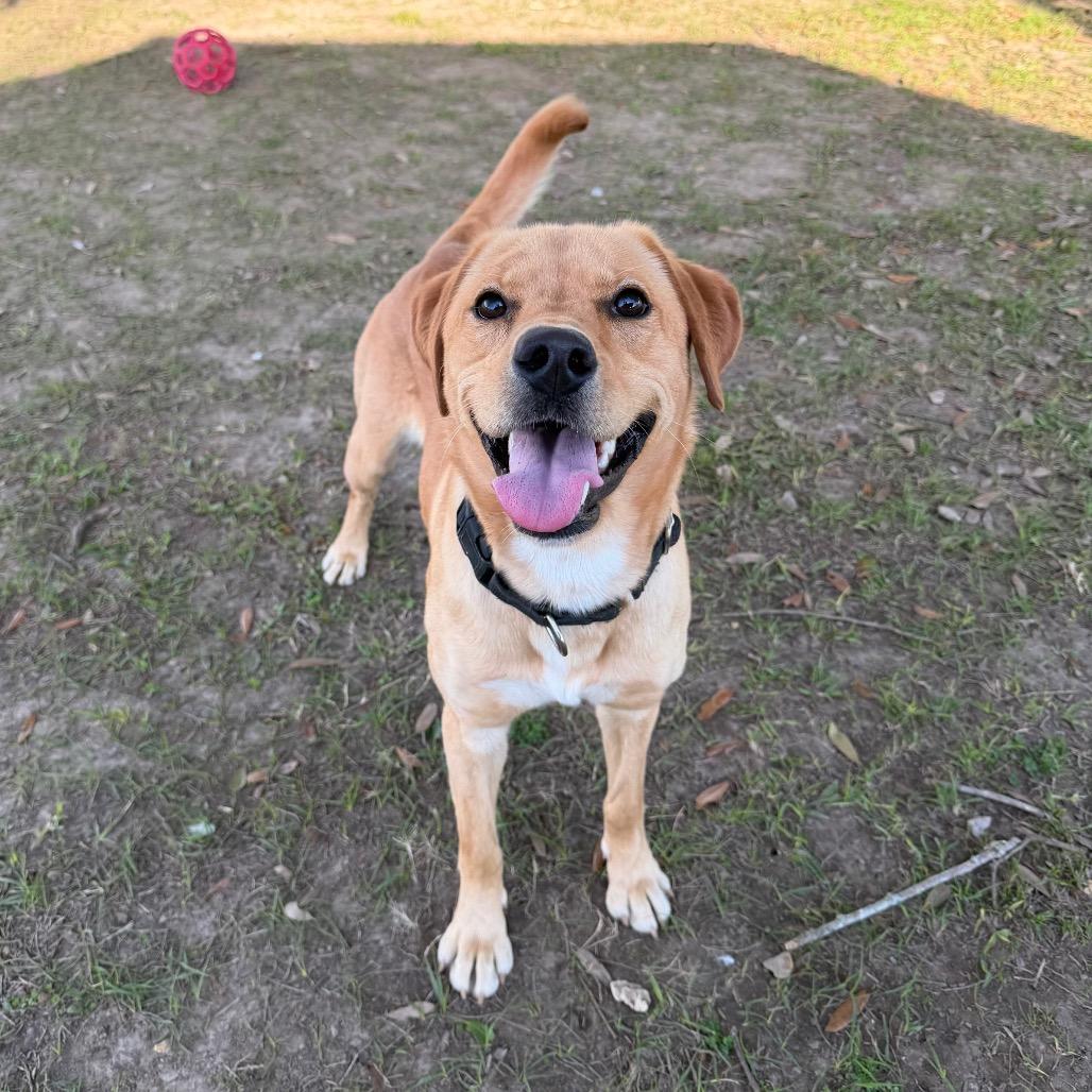 Enlarge Fleece Blanket, a Adoptable mixed breed in Carencro, LA image 5/6