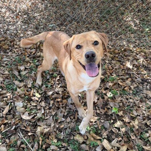 Fleece Blanket, a Adoptable mixed breed in Carencro, LA image 4/6