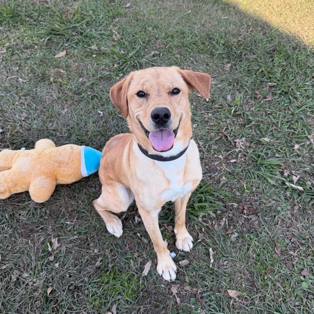 Fleece Blanket, a Adoptable mixed breed in Carencro, LA image 5/6