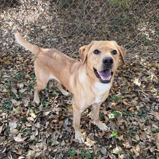Fleece Blanket, a Adoptable mixed breed in Carencro, LA image 6/6