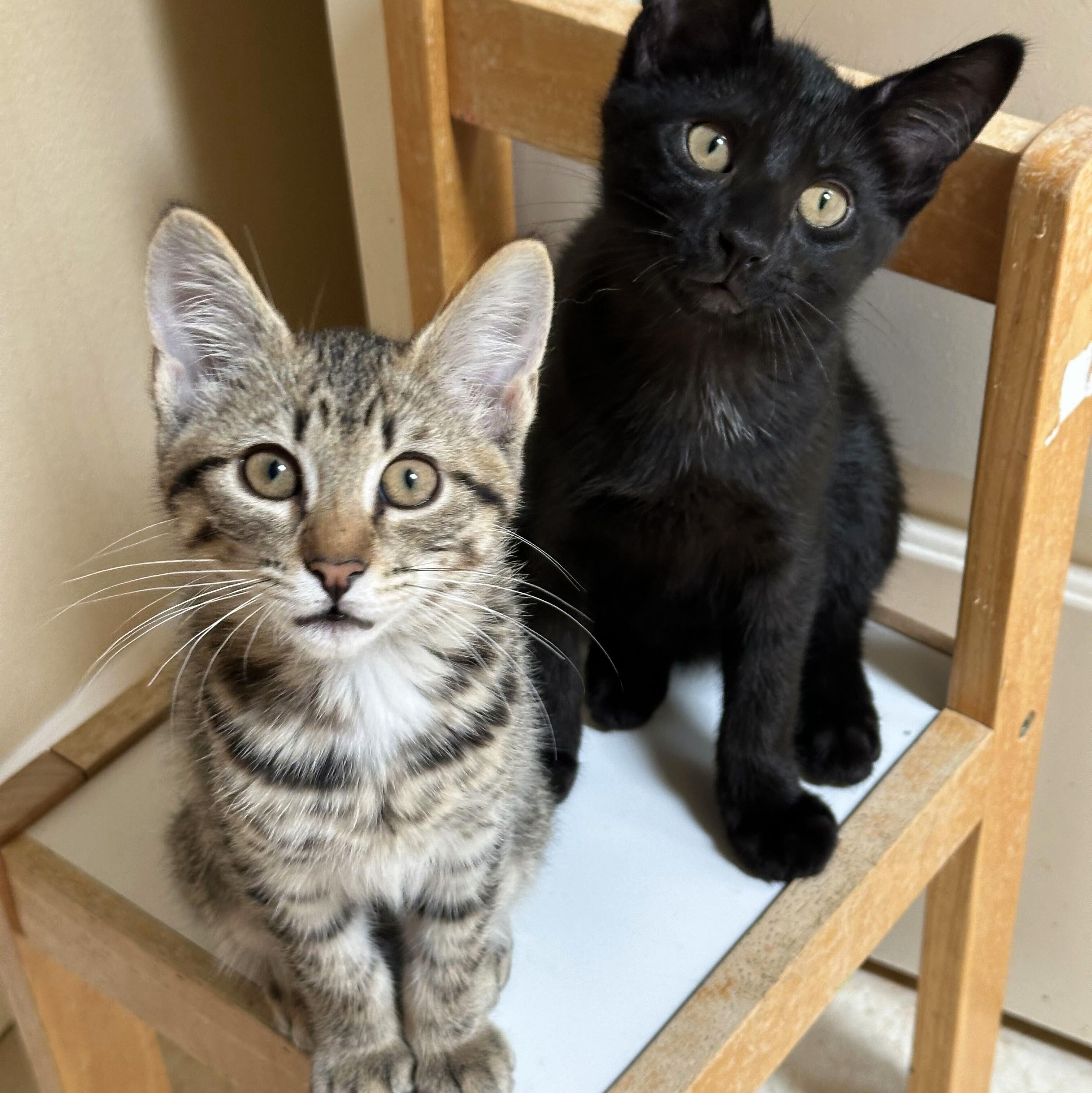 Chandler, a Adoptable Domestic Short Hair in Wilsonville, OR image 1/6