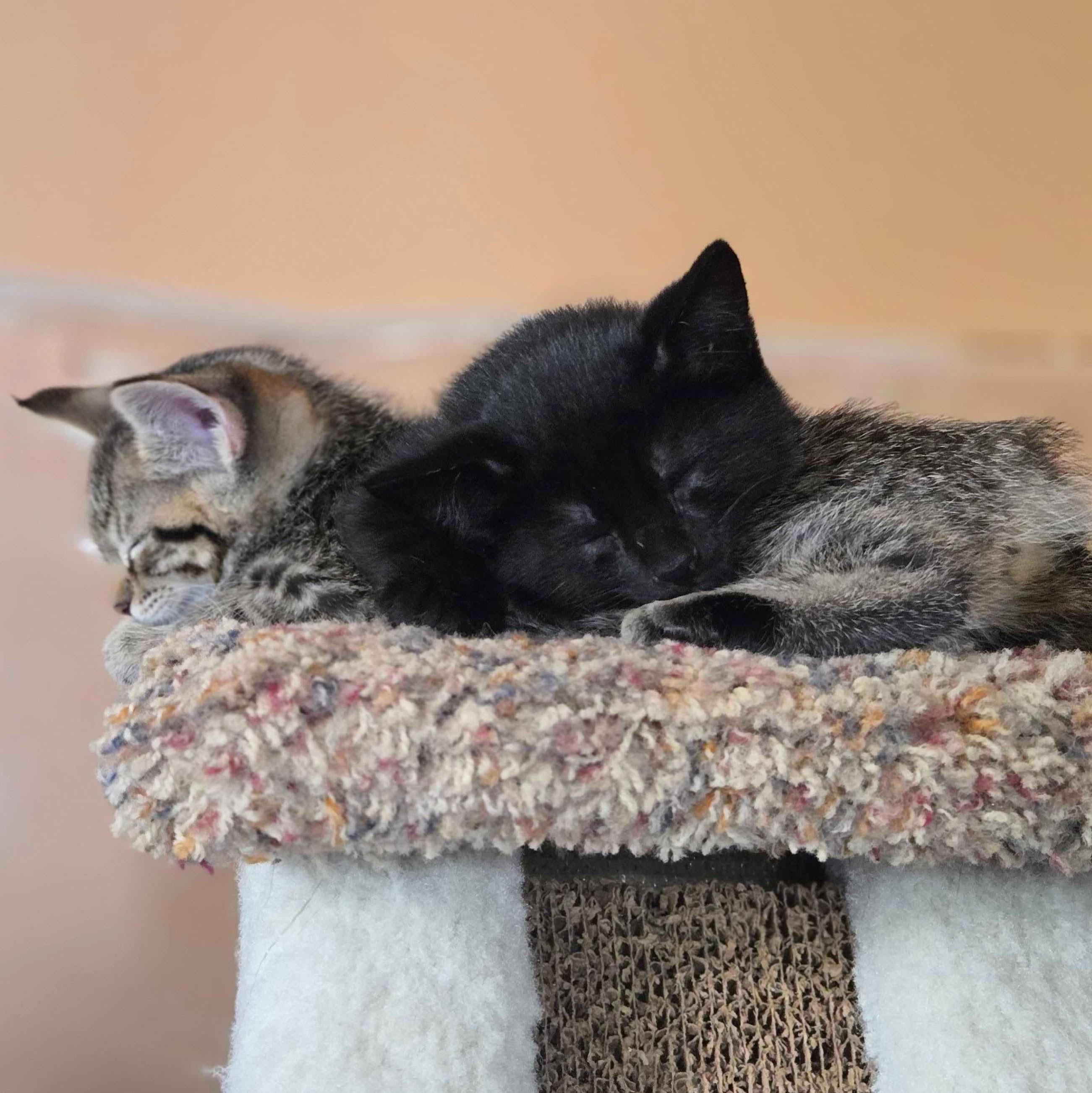 Chandler, a Adoptable Domestic Short Hair in Wilsonville, OR image 2/6
