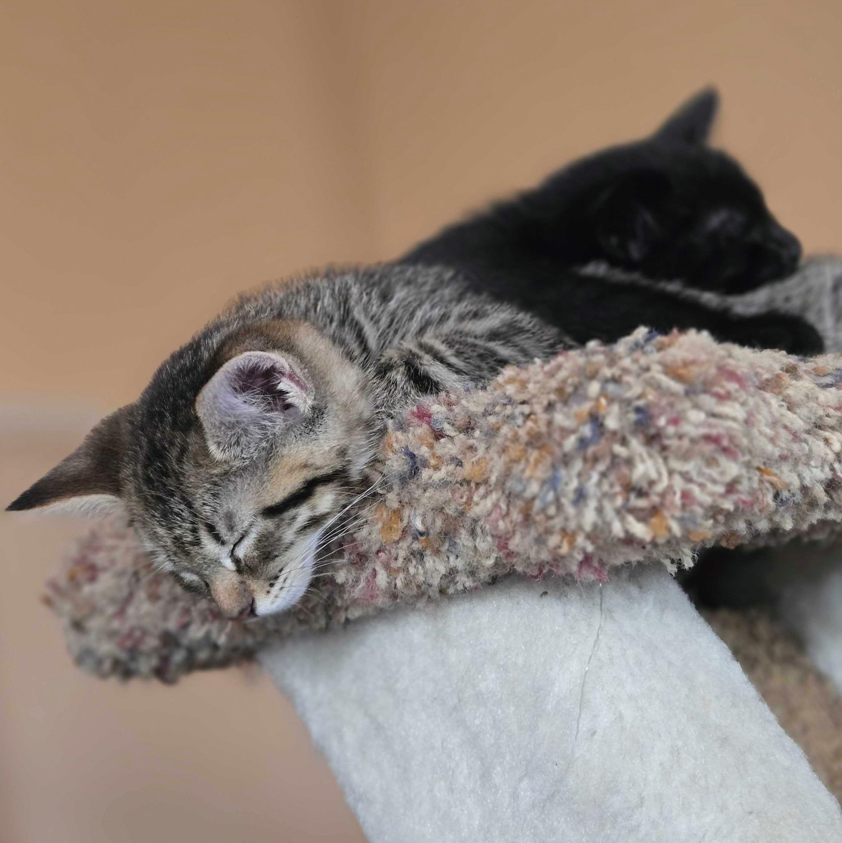 Chandler, a Adoptable Domestic Short Hair in Wilsonville, OR image 3/6