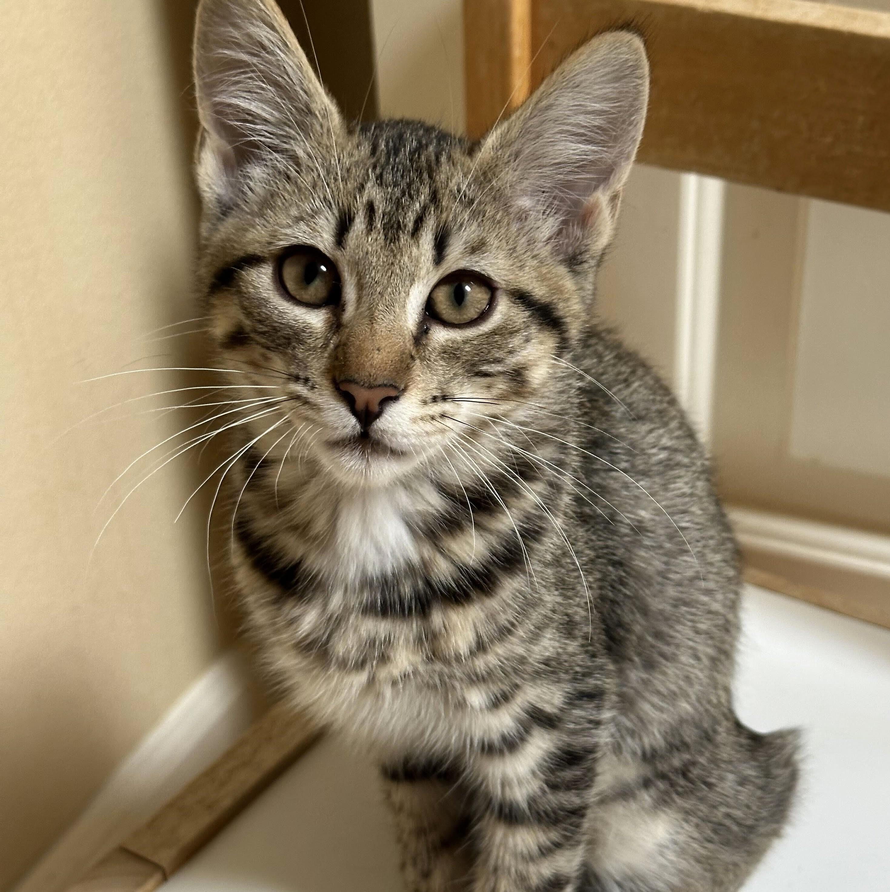 Chandler, a Adoptable Domestic Short Hair in Wilsonville, OR image 4/6