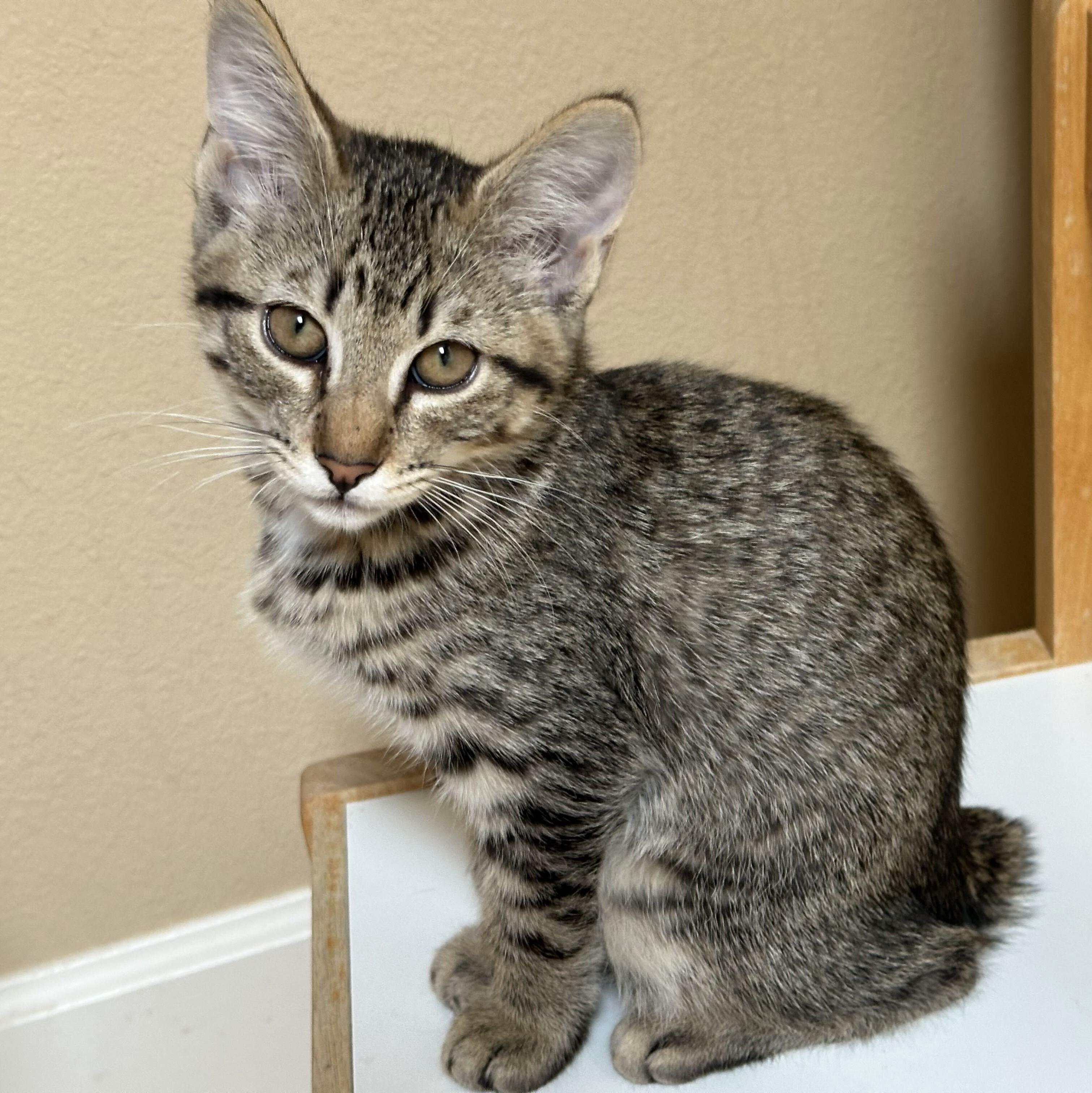 Chandler, a Adoptable Domestic Short Hair in Wilsonville, OR image 5/6