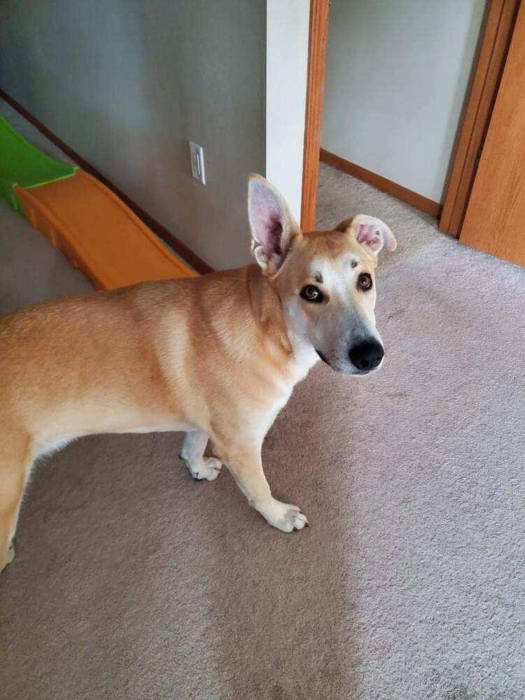 Enlarge Dax, a Adoptable mixed breed in Waunakee, WI image 1/6