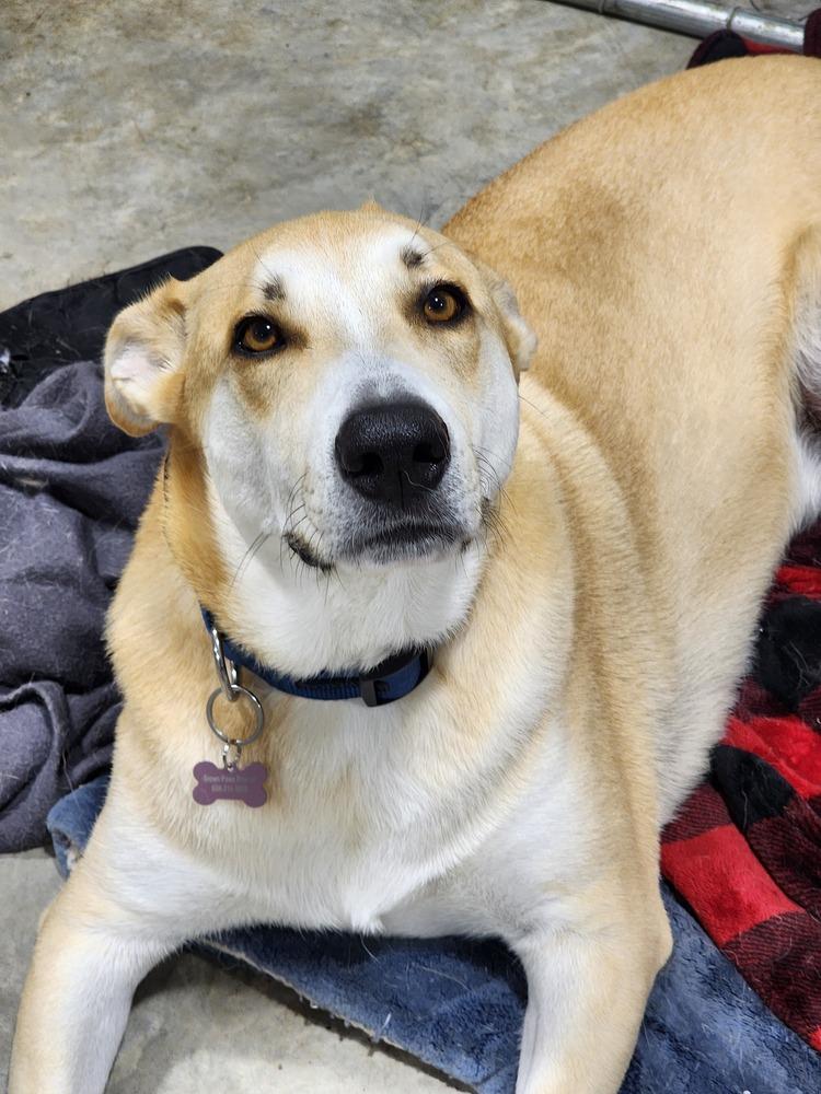 Enlarge Dax, a Adoptable mixed breed in Waunakee, WI image 2/6