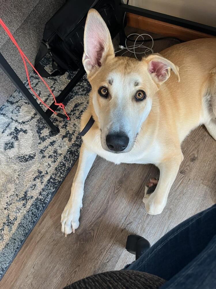 Enlarge Dax, a Adoptable mixed breed in Waunakee, WI image 3/6