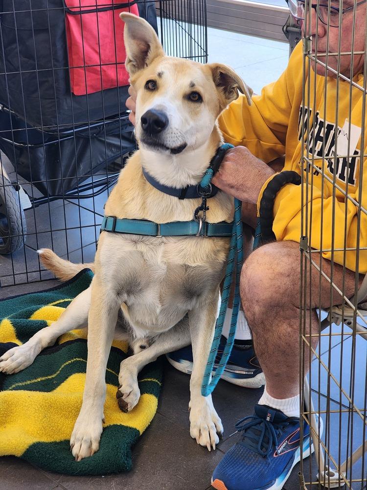 Enlarge Dax, a Adoptable mixed breed in Waunakee, WI image 6/6