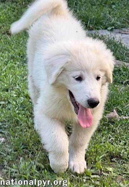Enlarge Kai in OH - The Life Of The Party, an adopted Great Pyrenees in Bellevue, OH image 2/4