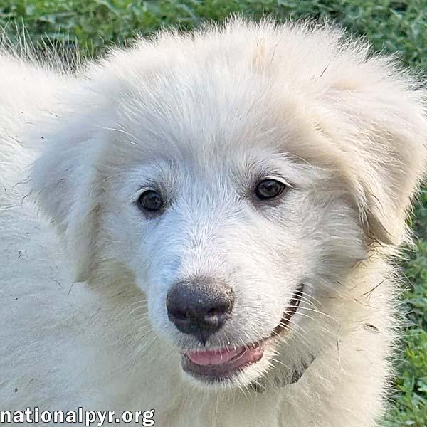 Kai in OH - The Life Of The Party, adopted, Puppy Female Great Pyrenees.
