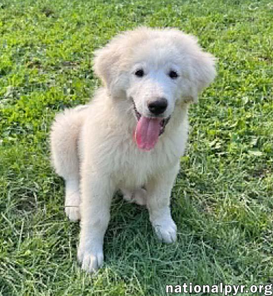 Enlarge Kai in OH - The Life Of The Party, an adopted Great Pyrenees in Bellevue, OH image 3/4