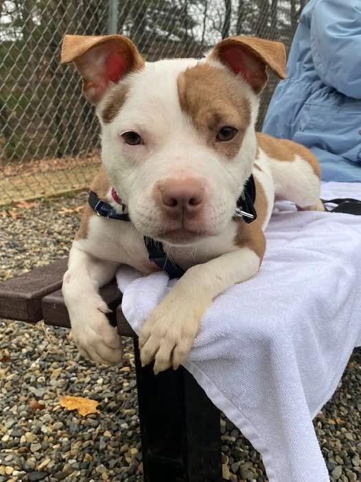 Millie, Adoptable, Young Female American Staffordshire Terrier & American Staffordshire Terrier.