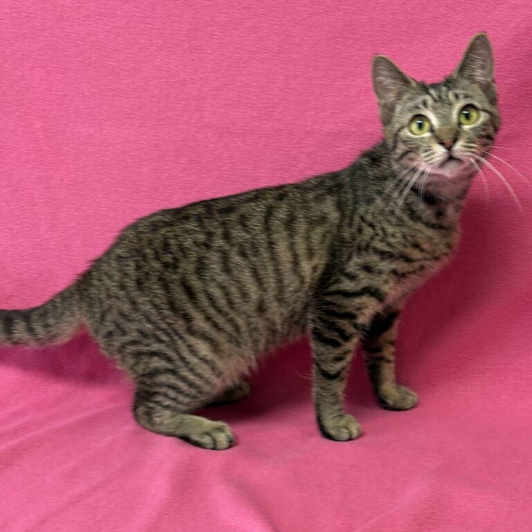 Heart, ADOPTABLE, Young Female Domestic Short Hair.