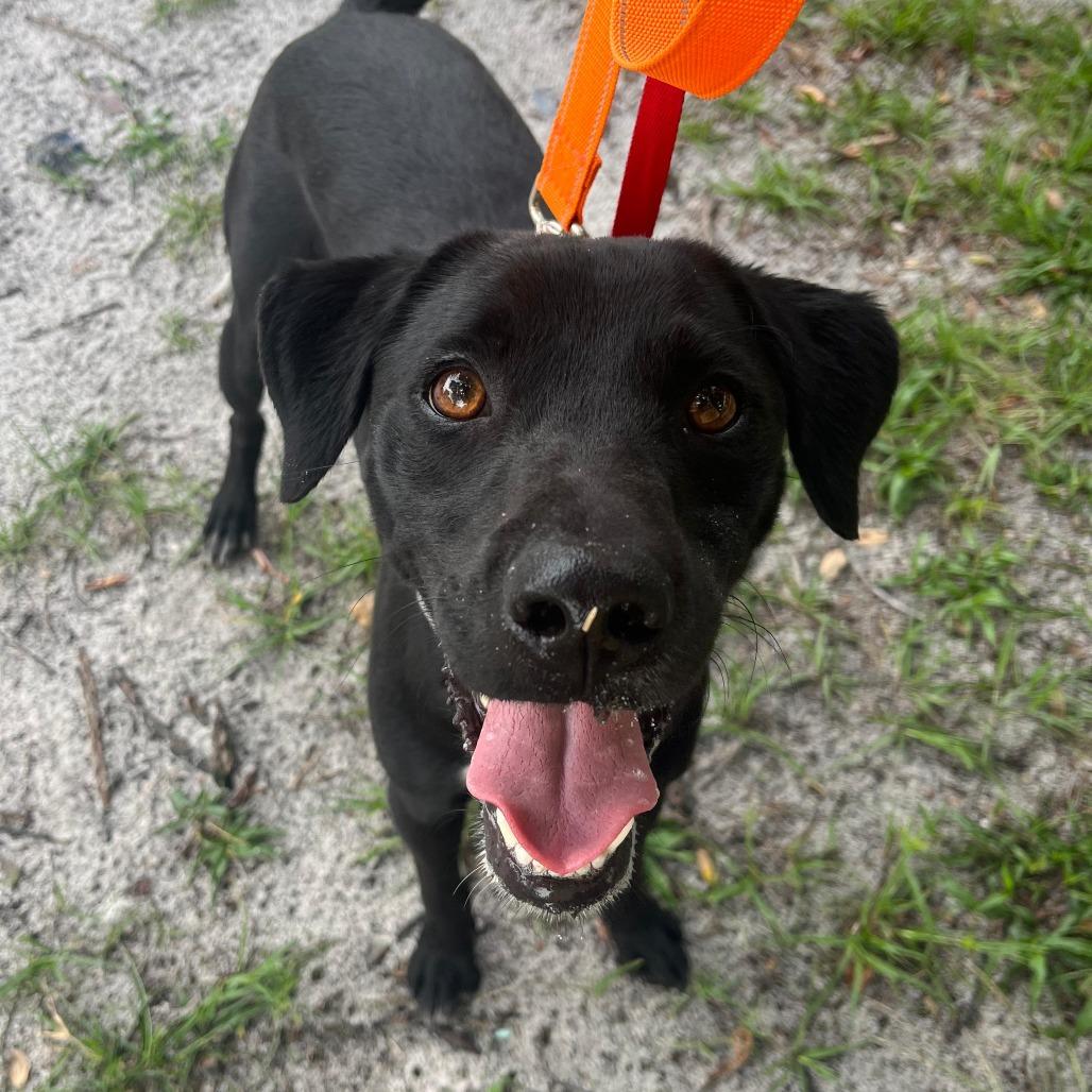 Duke, Adoptable, Young Male Black Labrador Retriever & Mixed Breed.