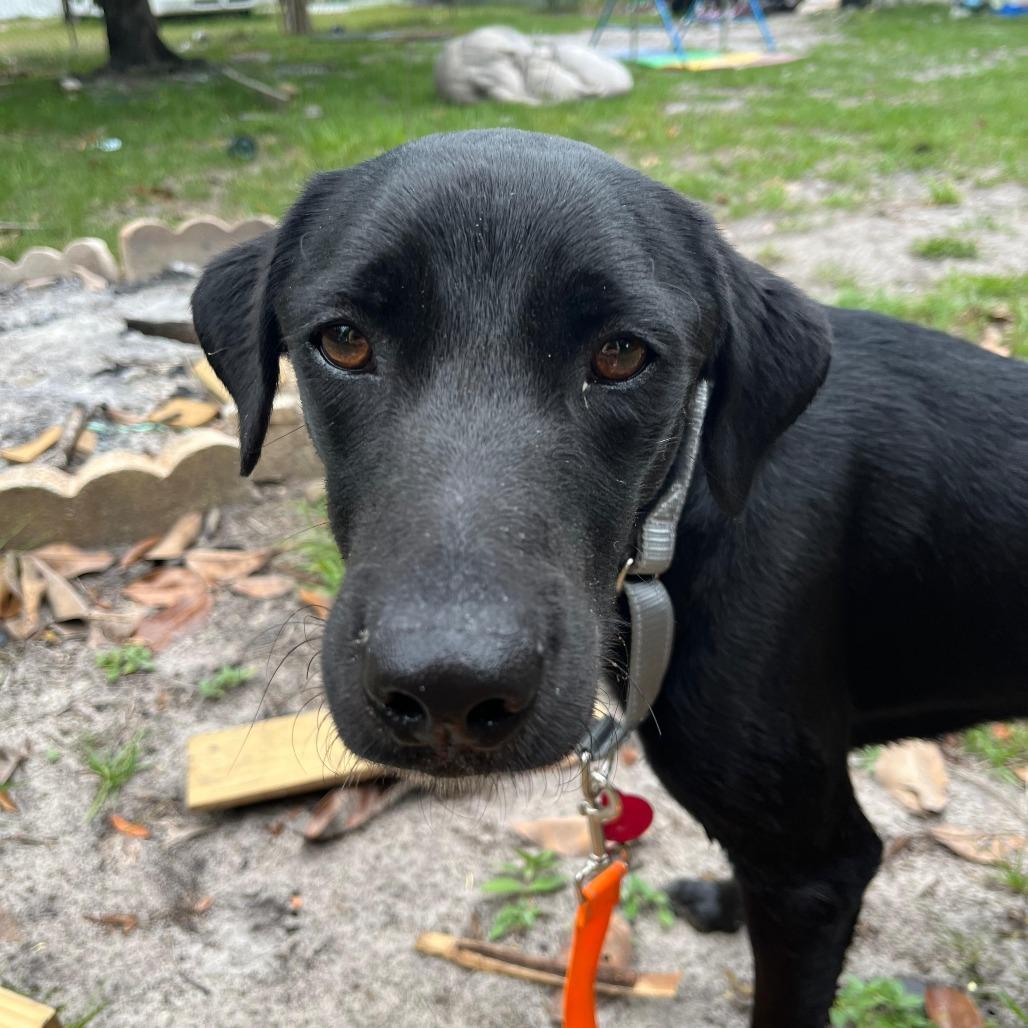 Enlarge Duke, a Adoptable mixed breed in Merritt Island, FL image 2/3