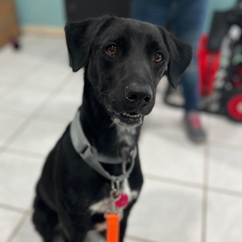 Enlarge Duke, a Adoptable mixed breed in Merritt Island, FL image 3/3