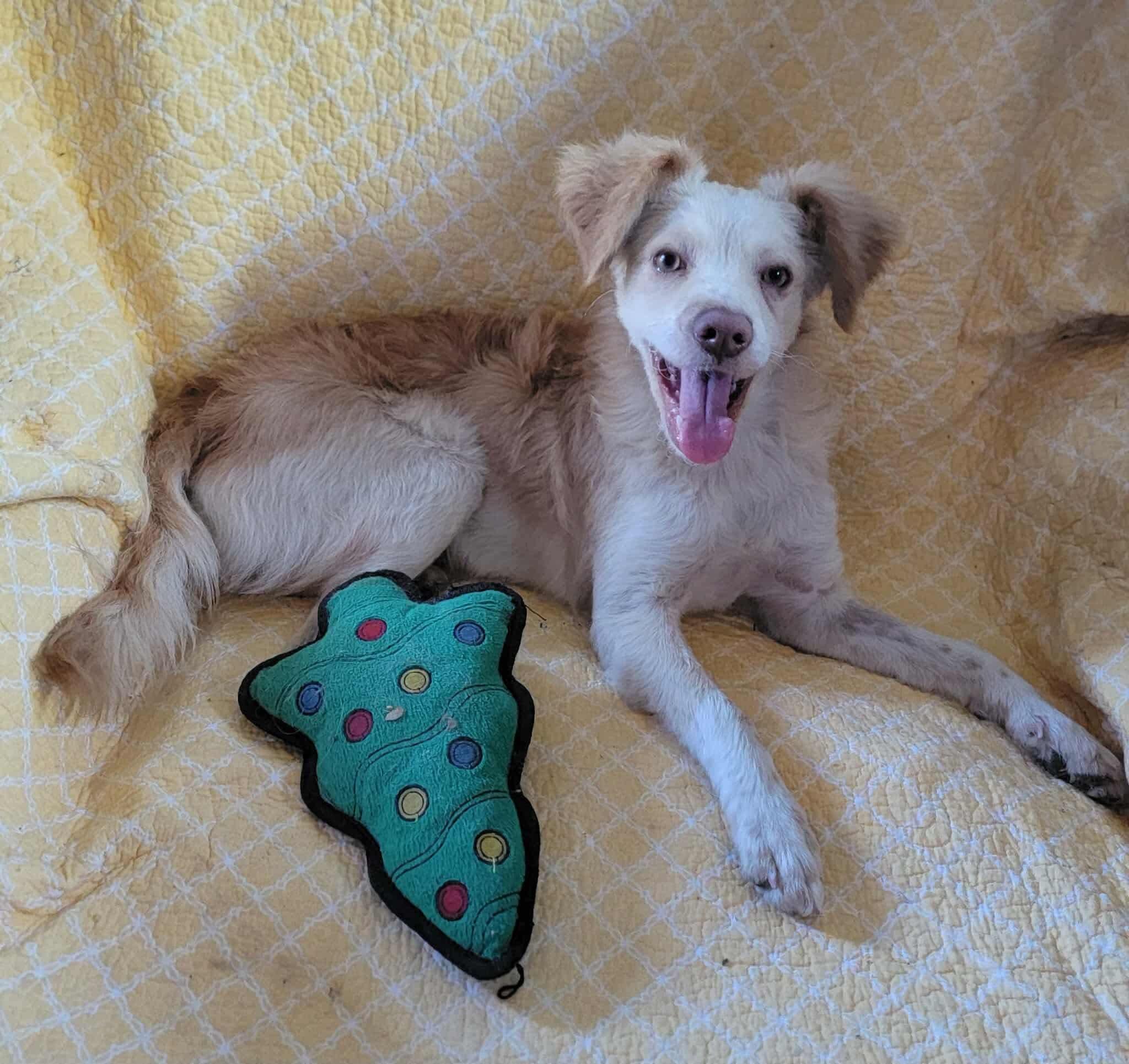 Minnie, adoptable, Puppy Female Mixed Breed.