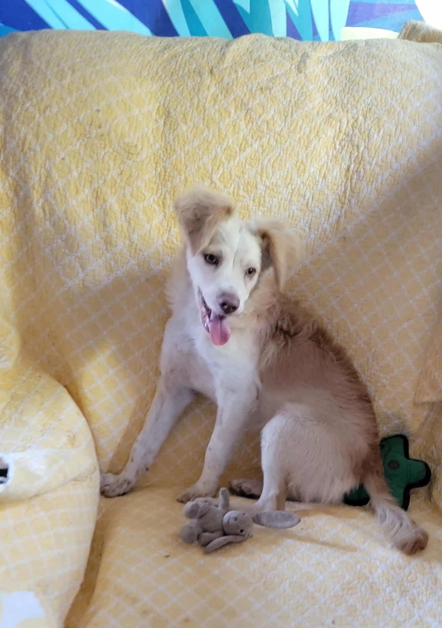 Minnie, an adoptable Mixed Breed in Puyallup, WA image 2/5