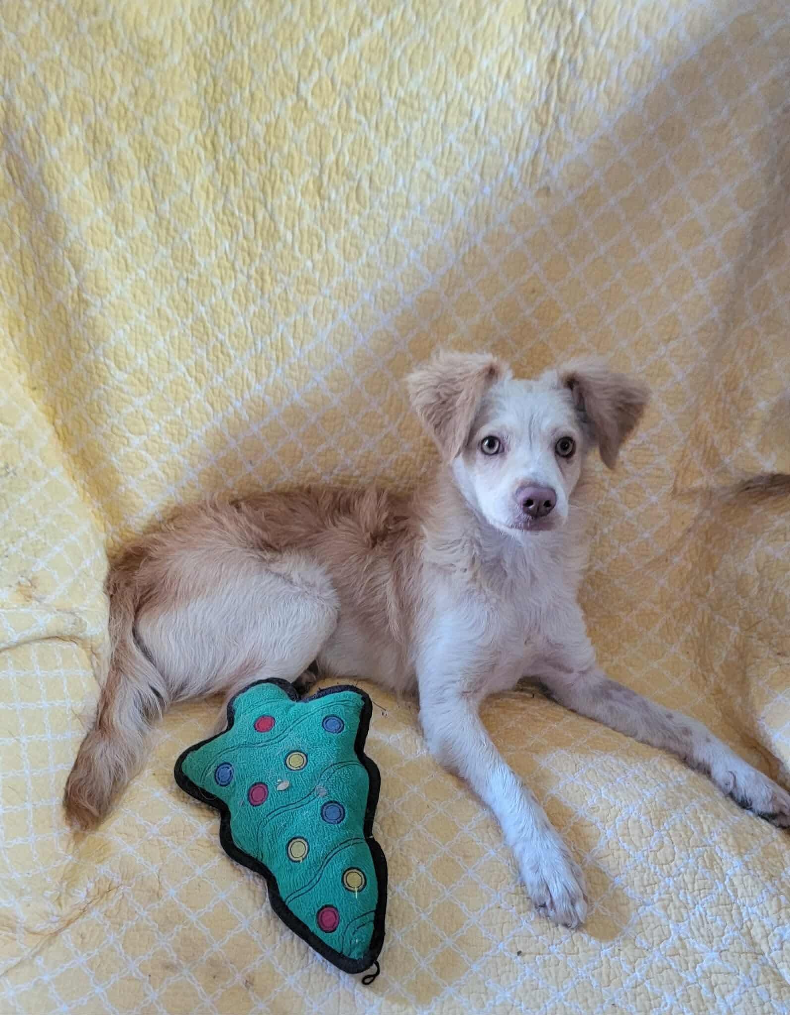 Minnie, an adoptable Mixed Breed in Puyallup, WA image 3/5