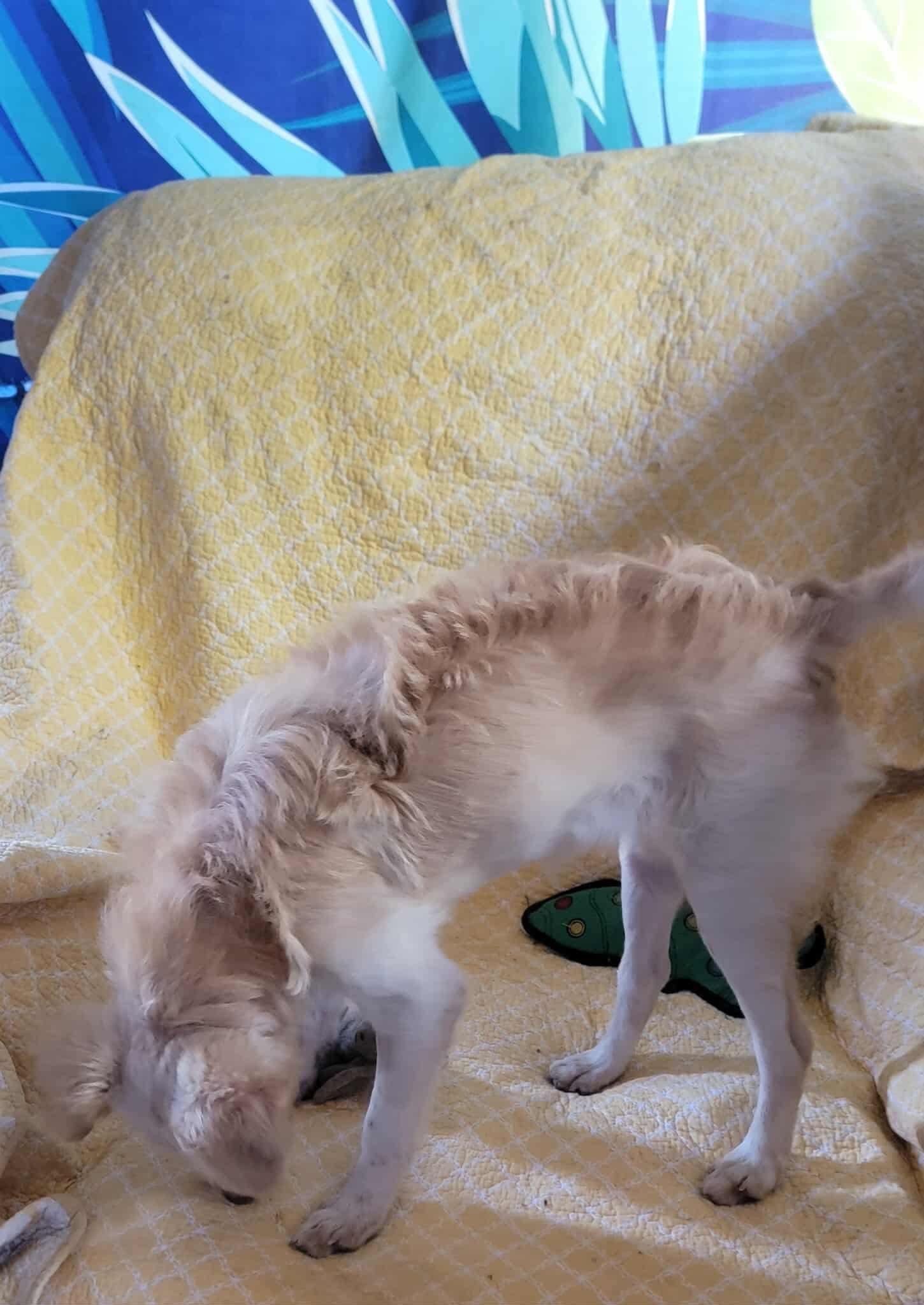 Minnie, an adoptable Mixed Breed in Puyallup, WA image 4/5