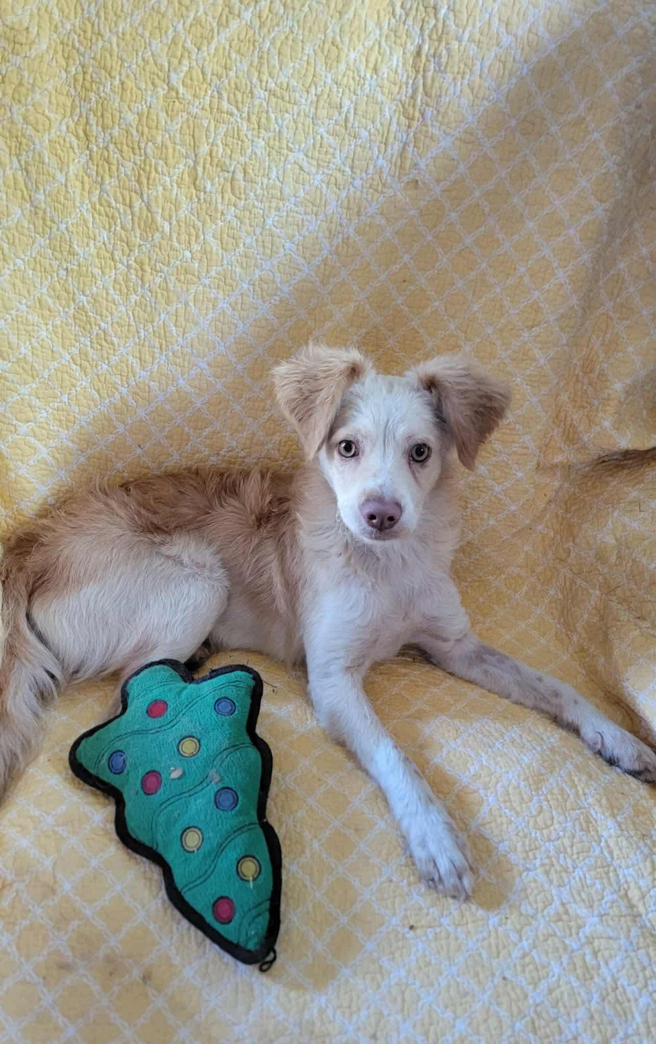 Minnie, an adoptable Mixed Breed in Puyallup, WA image 5/5