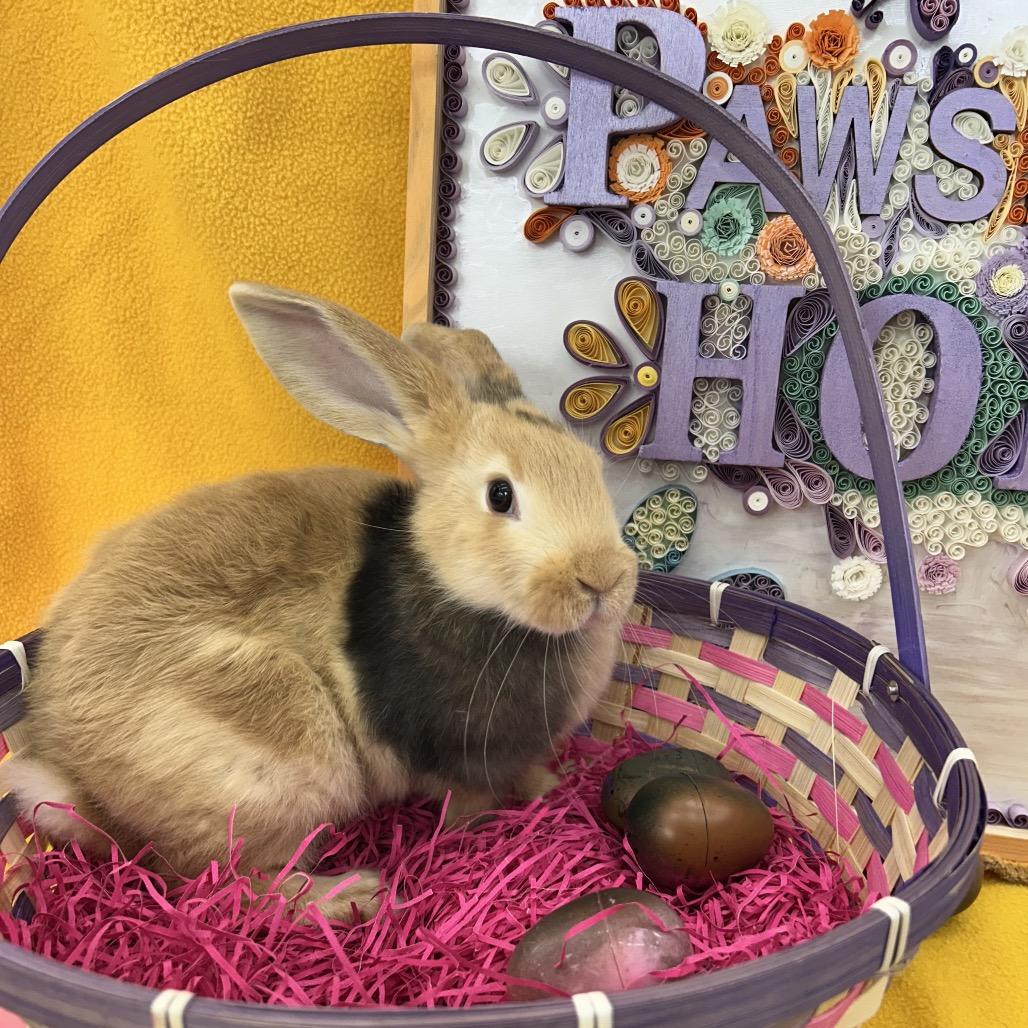 Larry, Adoptable, Baby Male Bunny Rabbit.