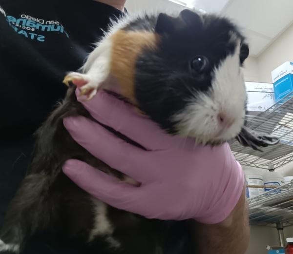 Enlarge Daisy, a Adoptable mixed breed in El Cajon, CA image 1/1