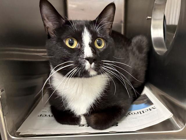 Q, Adoptable, Young Male Domestic Short Hair.