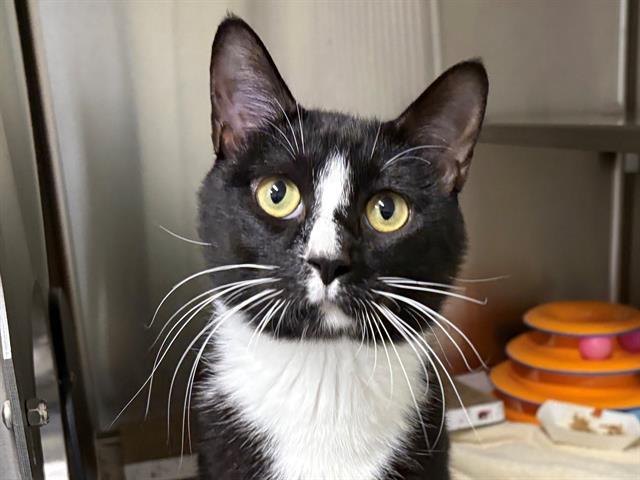Q, Adoptable, Young Male Domestic Short Hair.