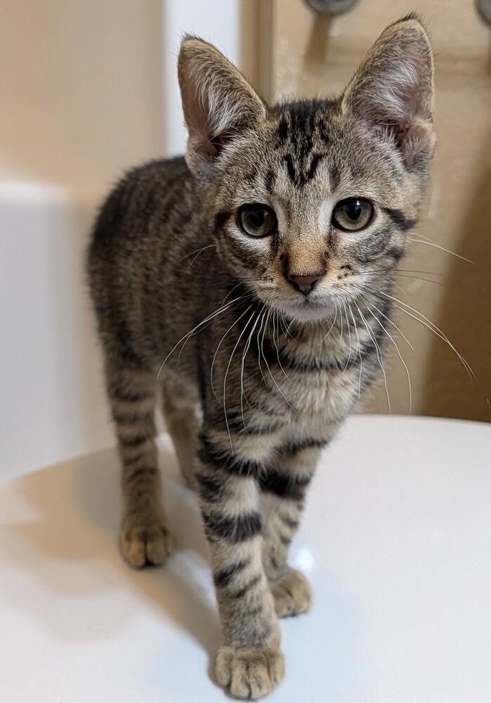 Latte #4, Adoptable, Kitten Female Domestic Short Hair & Tabby.