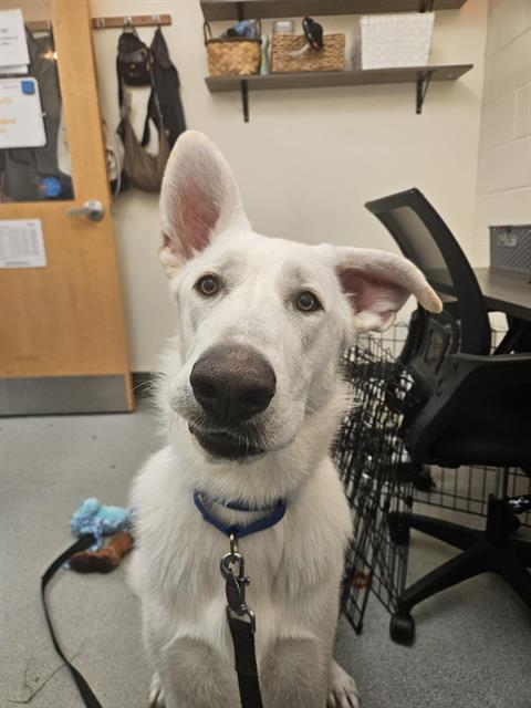 KAIRO, Adoptable, Young Male German Shepherd Dog.