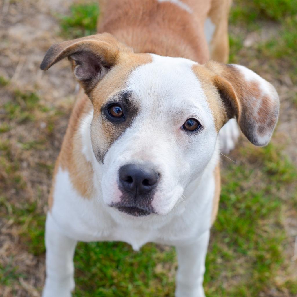 Revel, Adoptable, Adult Female Pointer & Pit Bull Terrier.