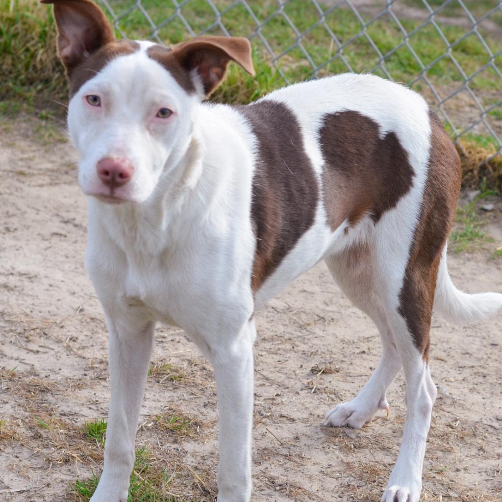 Enlarge Revel, a Adoptable mixed breed in Quinlan, TX image 2/4