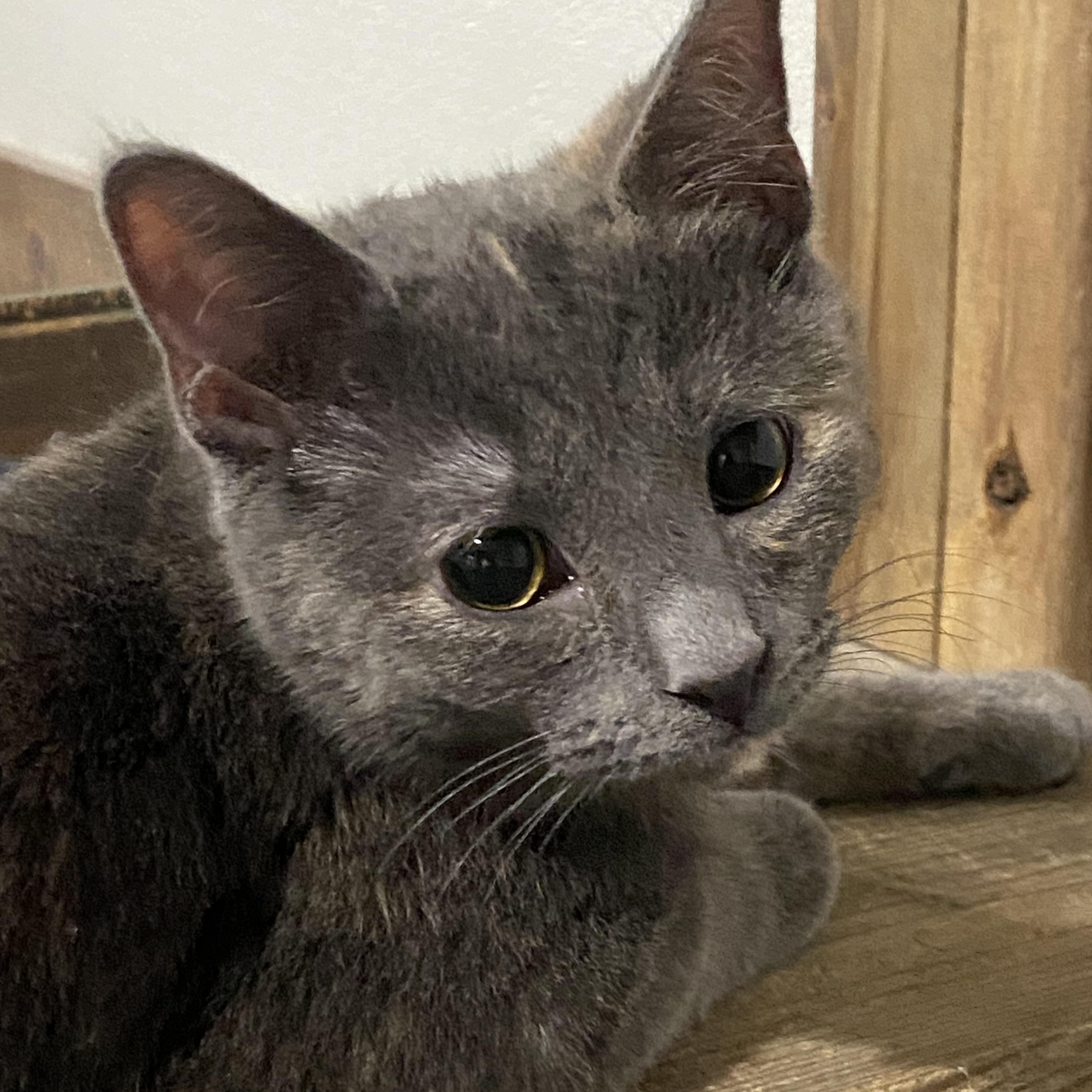 Enlarge Meowko Ono, an adopted Dilute Tortoiseshell in Fredericksburg, OH image 2/2