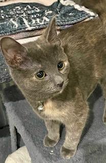 Meowko Ono, adopted, Young Female Dilute Tortoiseshell.