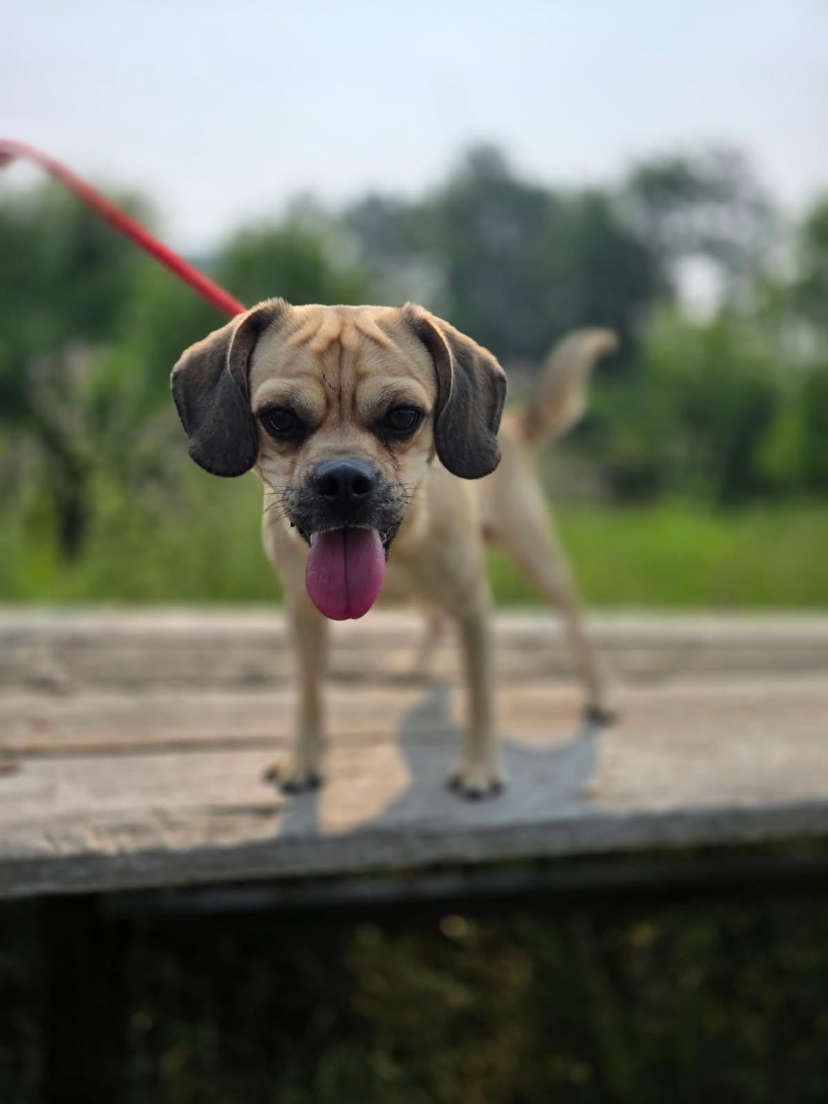 HufflePuff, an adoptable mixed breed in Hamilton, ON image 2/6