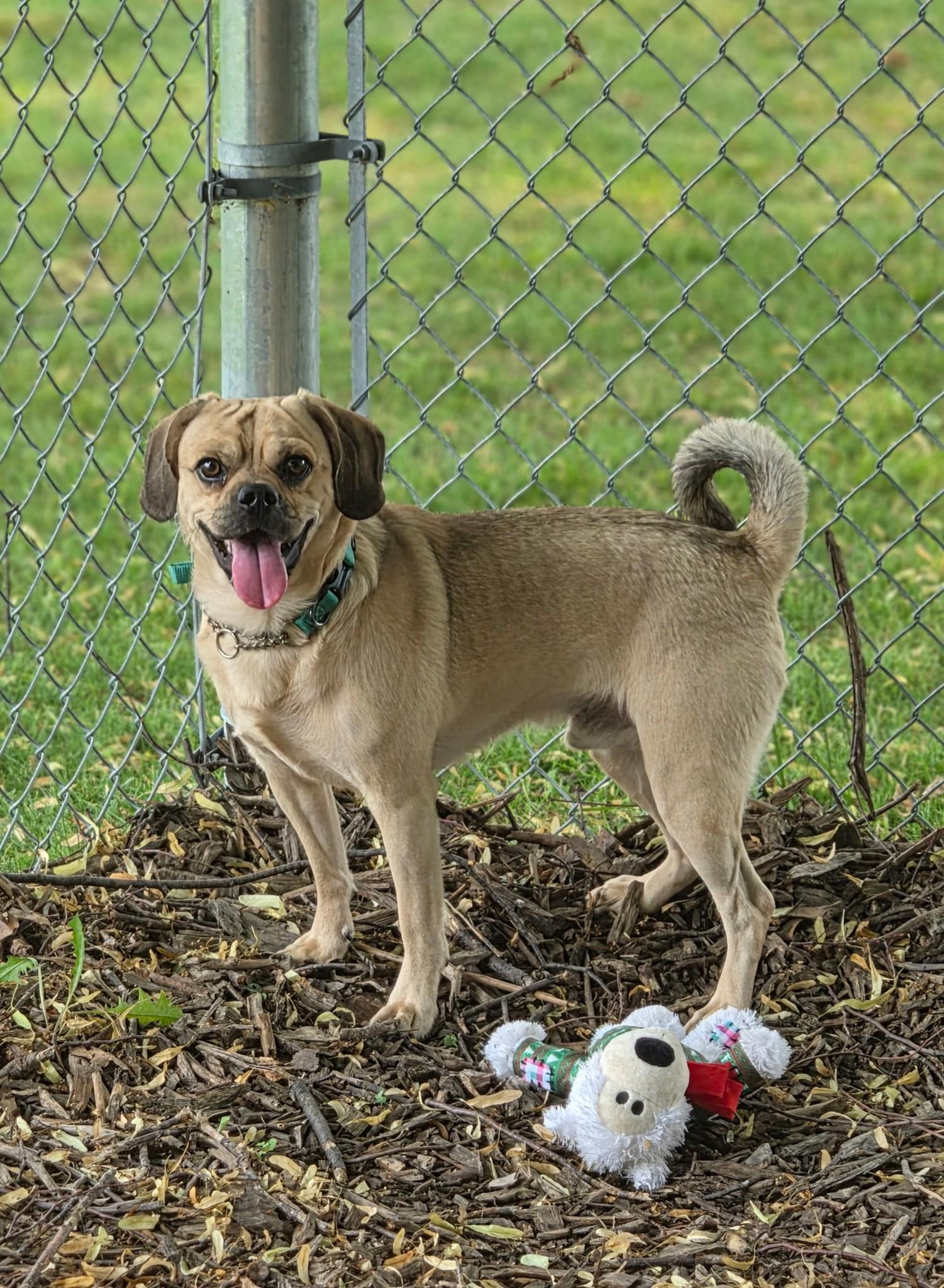 HufflePuff, an adoptable mixed breed in Hamilton, ON image 4/6
