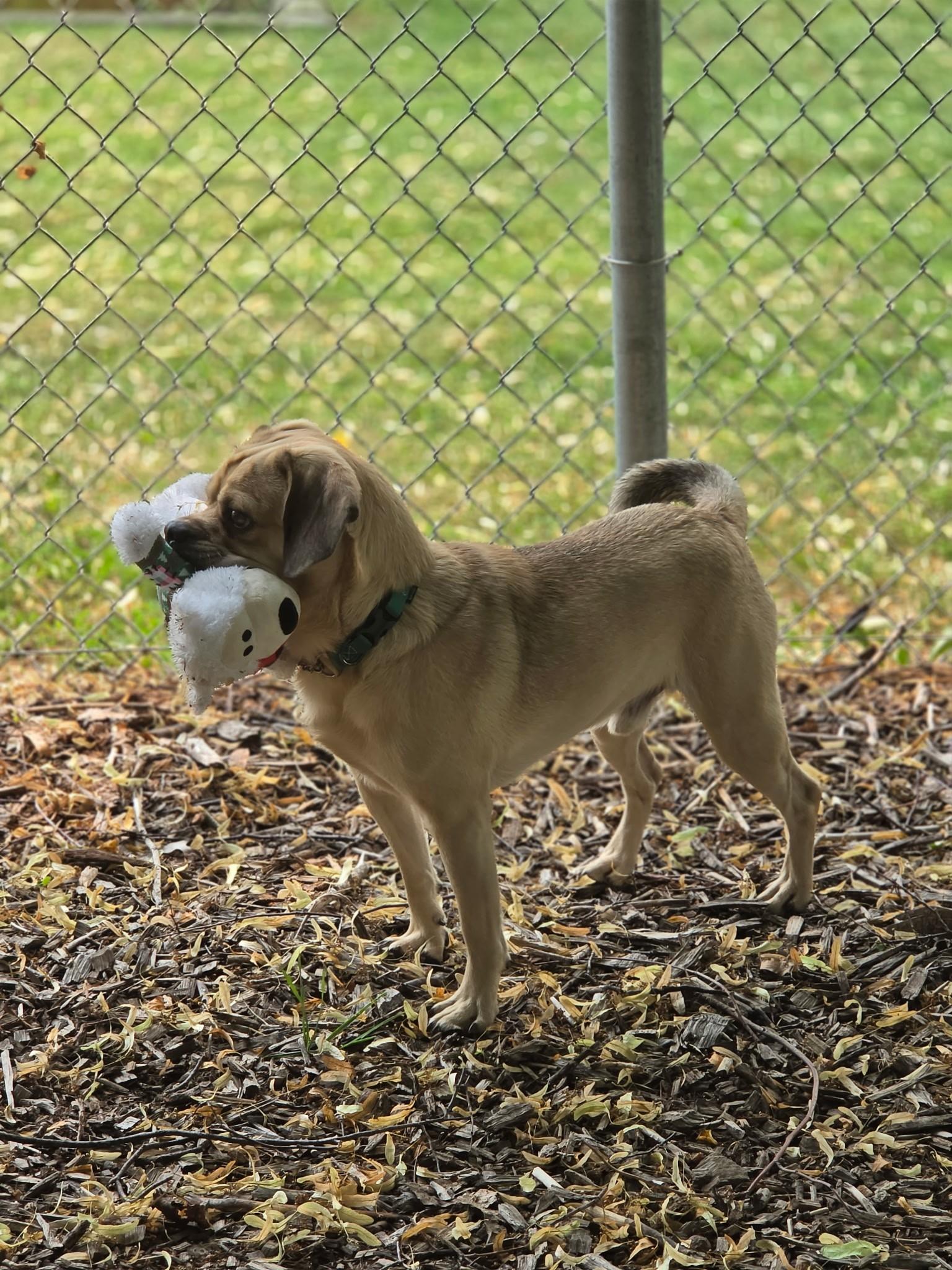 HufflePuff, an adoptable mixed breed in Hamilton, ON image 6/6