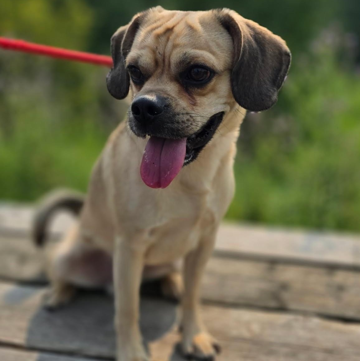 HufflePuff, an adoptable mixed breed in Hamilton, ON image 1/6