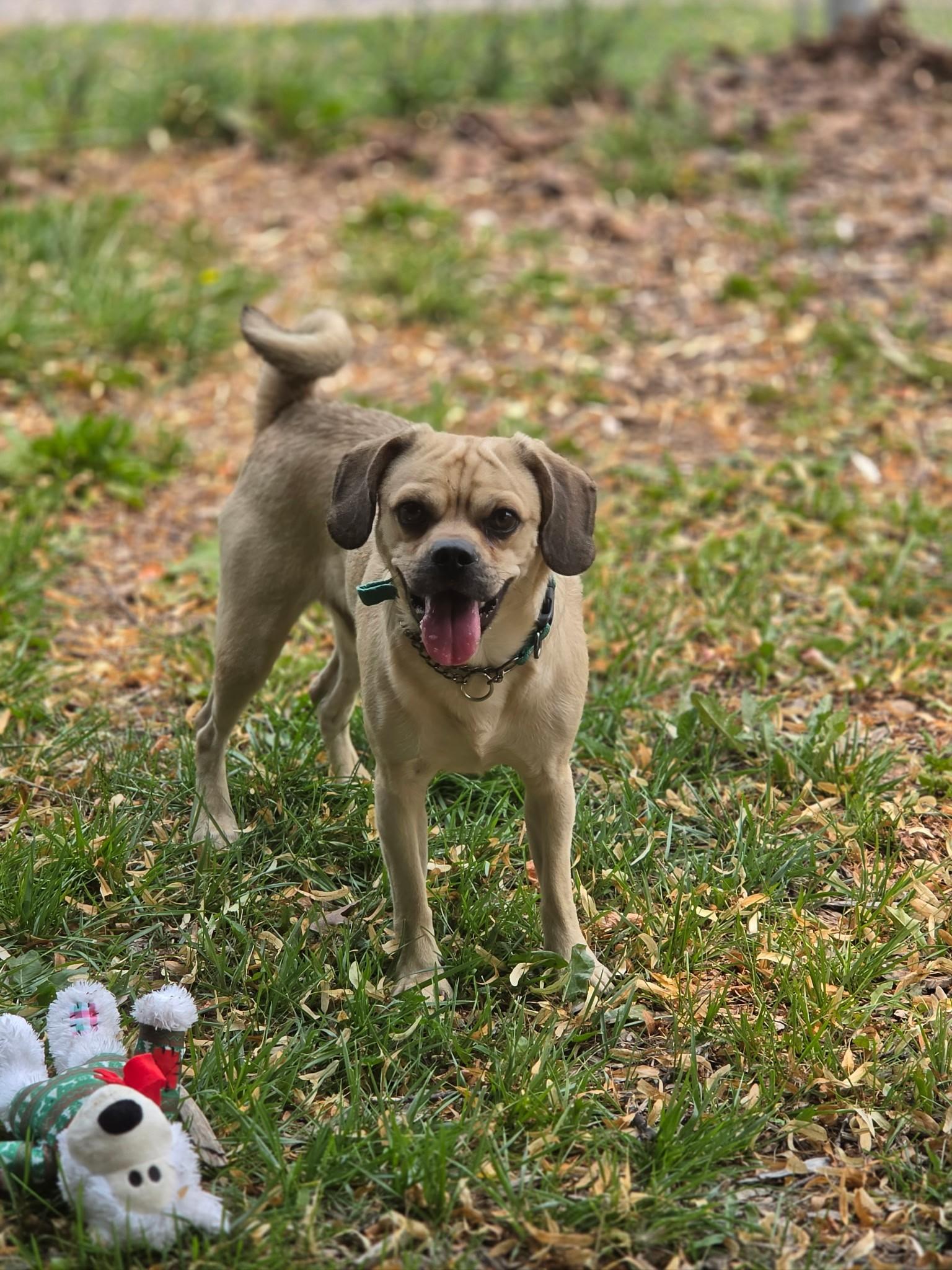 HufflePuff, an adoptable mixed breed in Hamilton, ON image 5/6