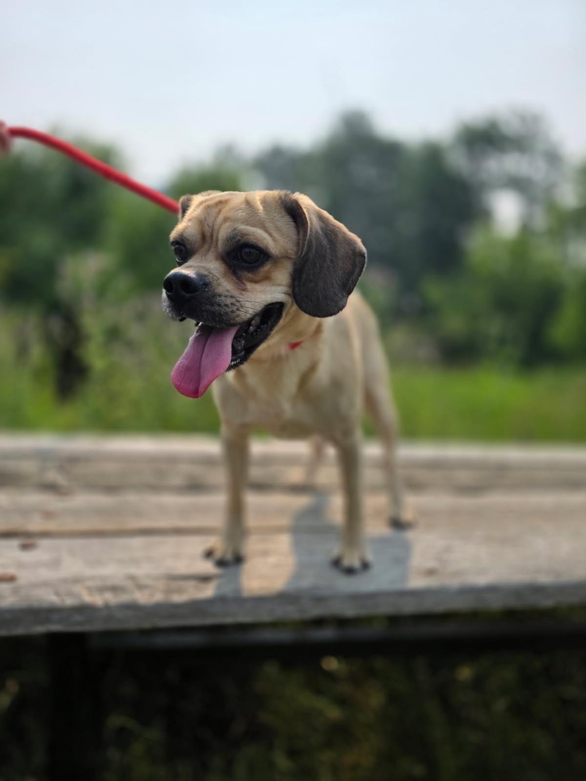 HufflePuff, an adoptable mixed breed in Hamilton, ON image 3/6