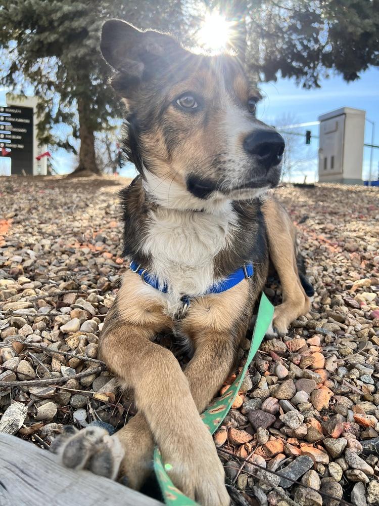 PARKER, Adoptable, Young Male Australian Cattle Dog / Blue Heeler & Shepherd.