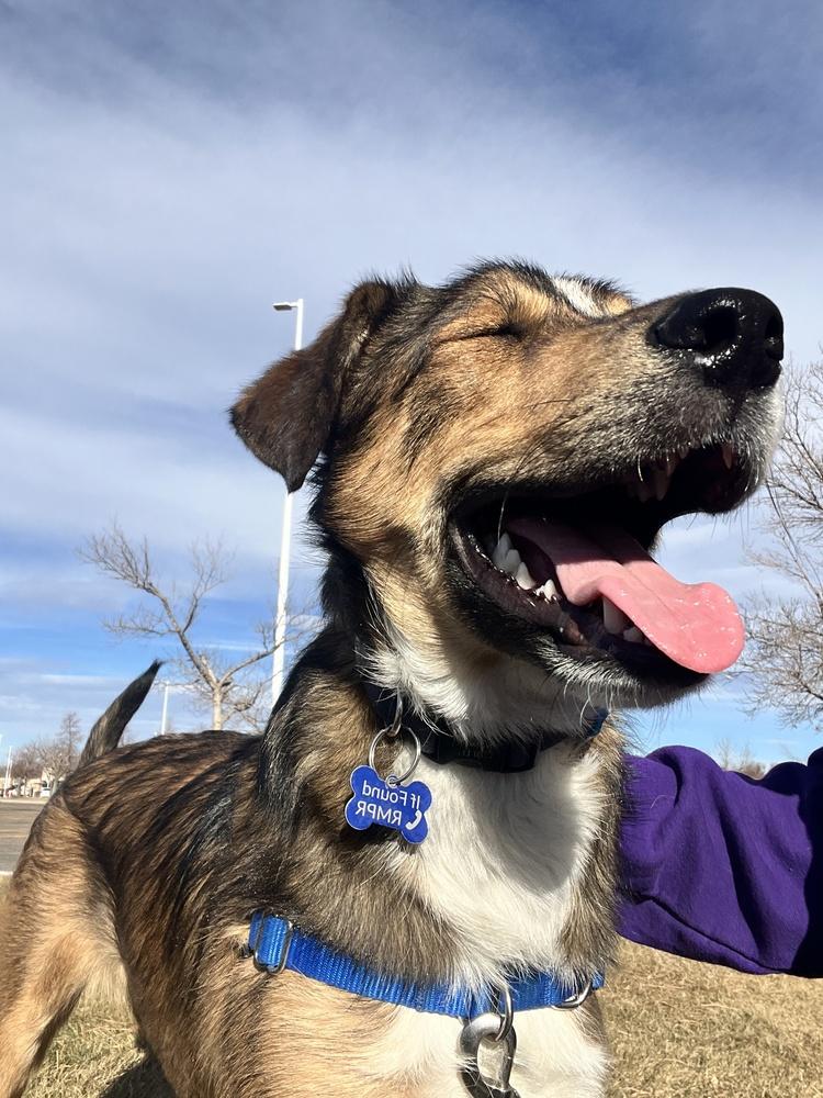 Enlarge PARKER, a Adoptable mixed breed in Broomfield, CO image 2/6
