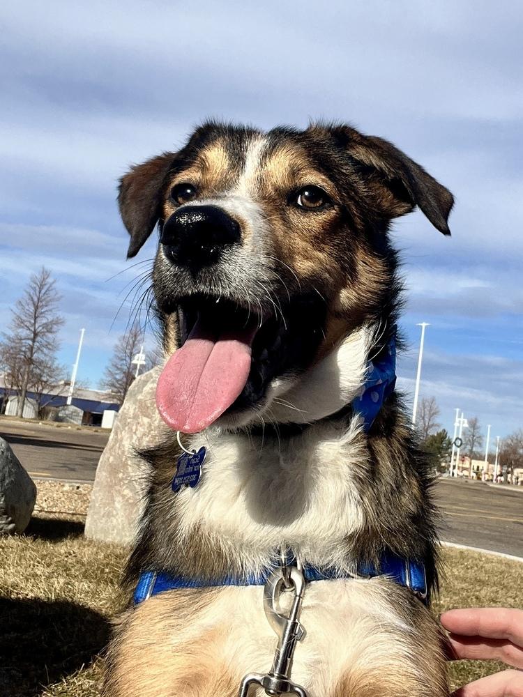 Enlarge PARKER, a Adoptable mixed breed in Broomfield, CO image 3/6