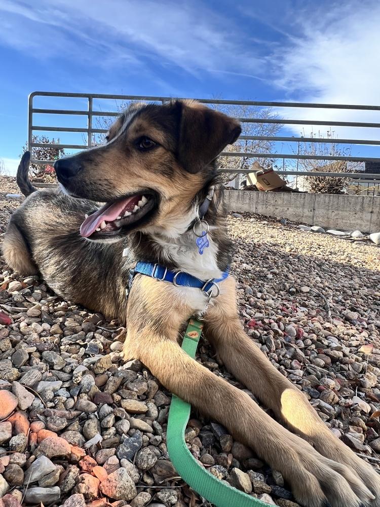 Enlarge PARKER, a Adoptable mixed breed in Broomfield, CO image 4/6
