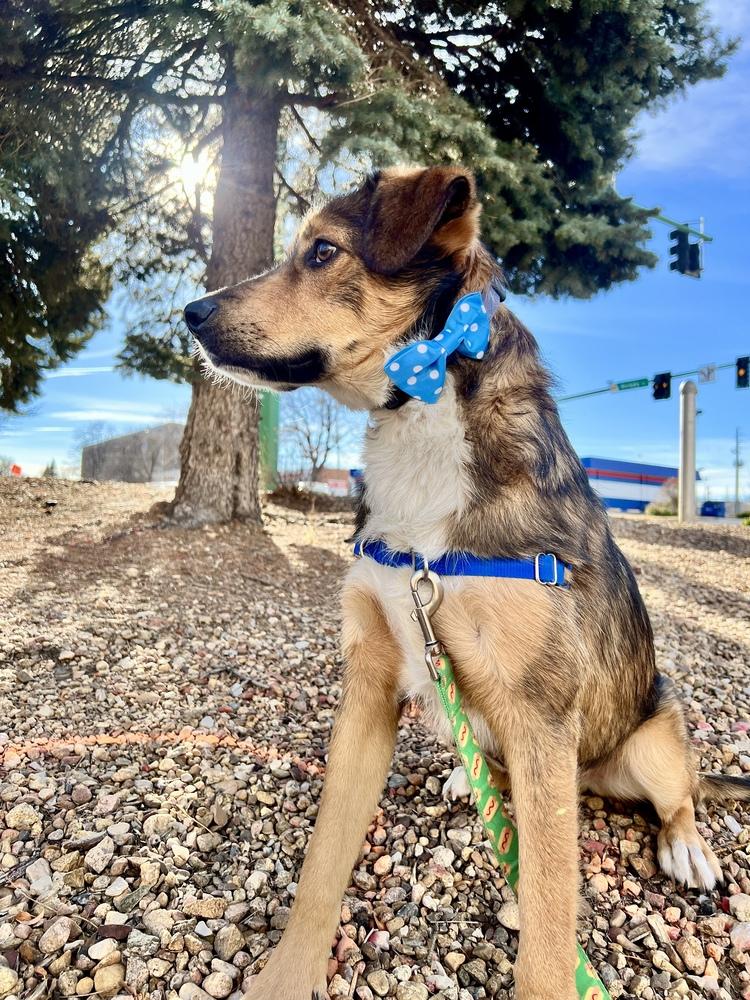 Enlarge PARKER, a Adoptable mixed breed in Broomfield, CO image 5/6