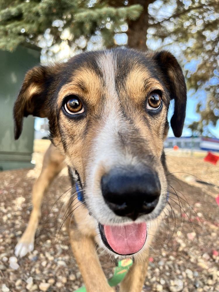 Enlarge PARKER, a Adoptable mixed breed in Broomfield, CO image 6/6
