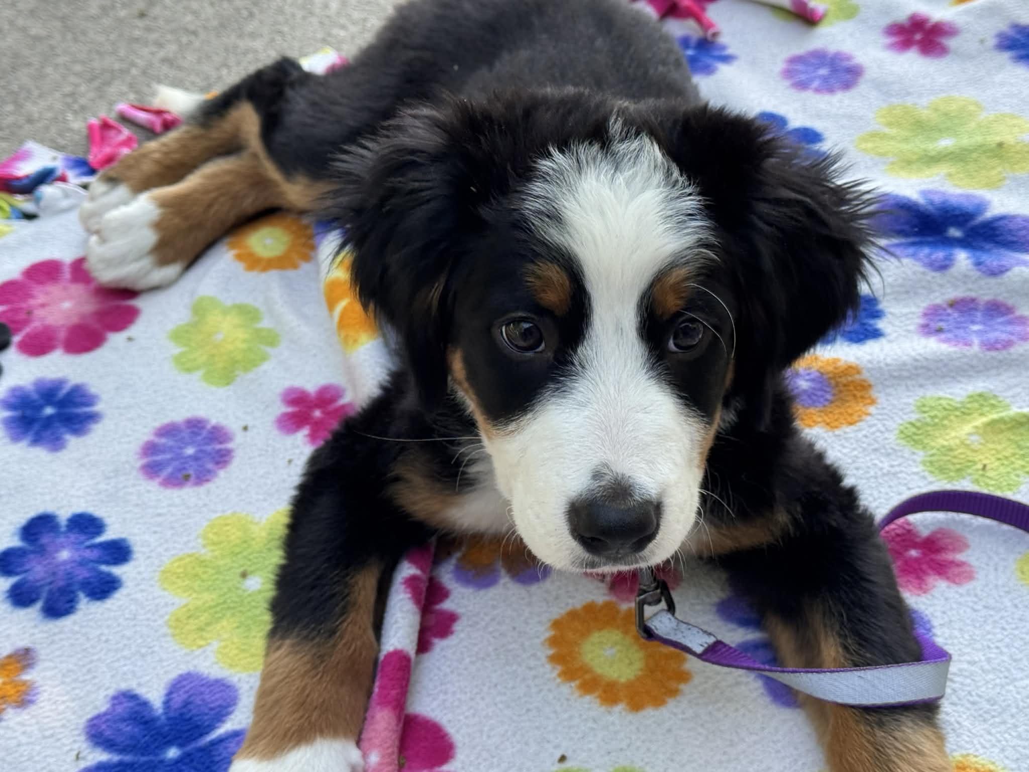 Maddie, ADOPTABLE, Puppy Female Bernese Mountain Dog.